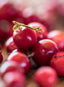 Fruchtaufstrich Preiselbeere 335g