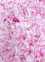 Fruchtsirup Rosenblüten 500ml